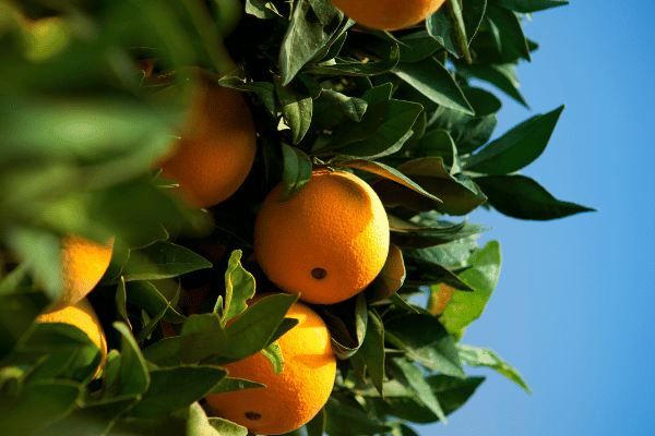 valoracion-citricos